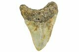 Fossil Megalodon Tooth - North Carolina #361721-1